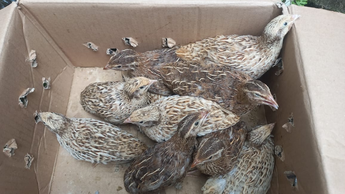 nasi bekas untuk pakan burung puyuh